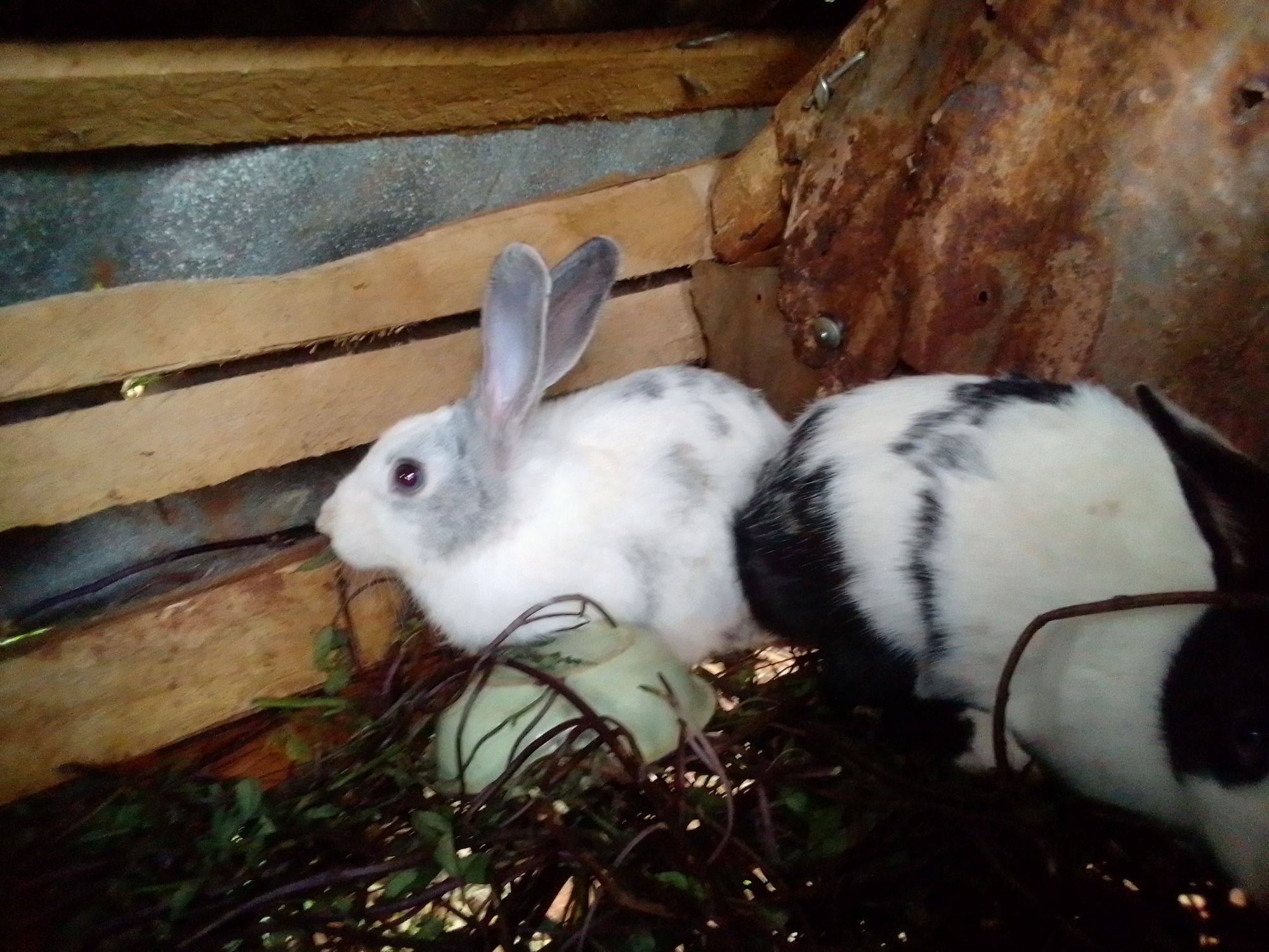 Money in agribusiness rabbit farming