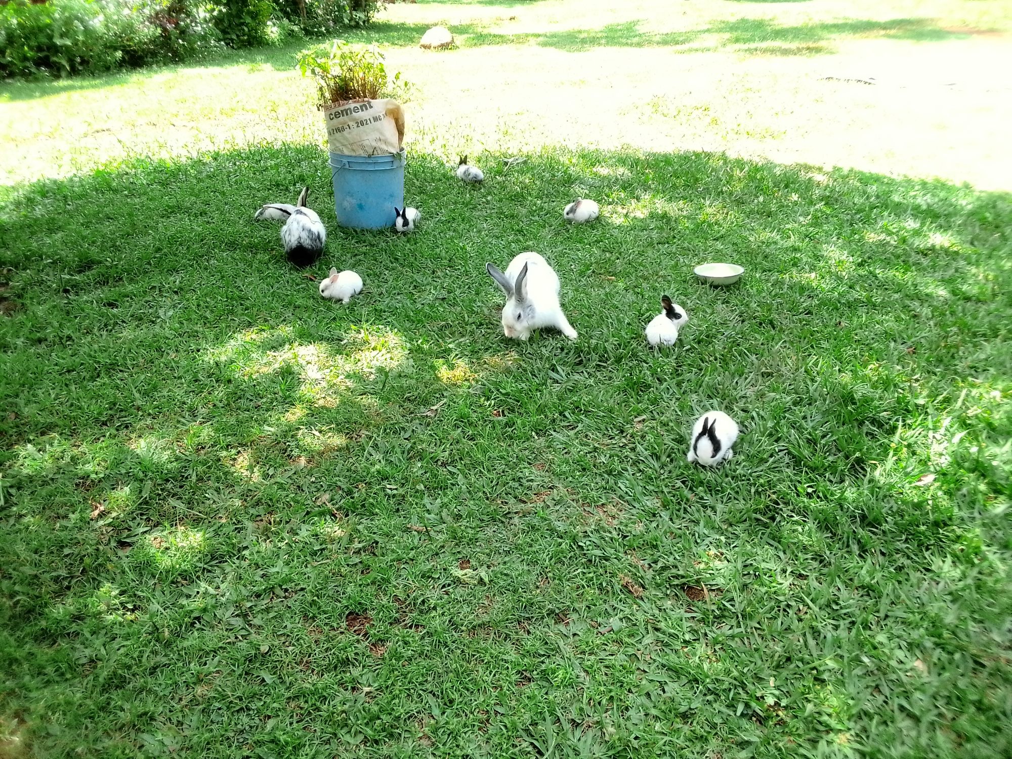 Rabbit farming