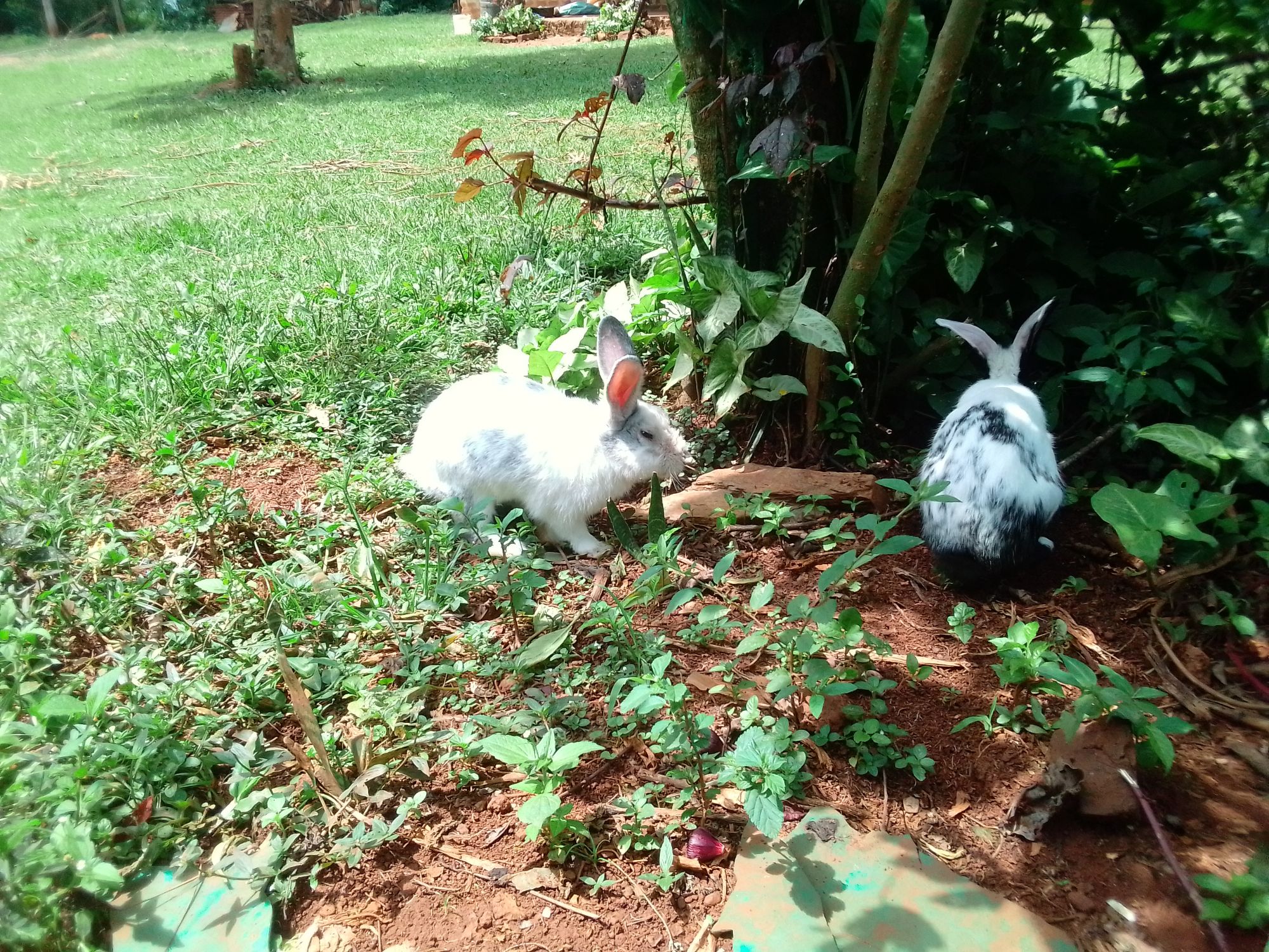 Rabbit farming