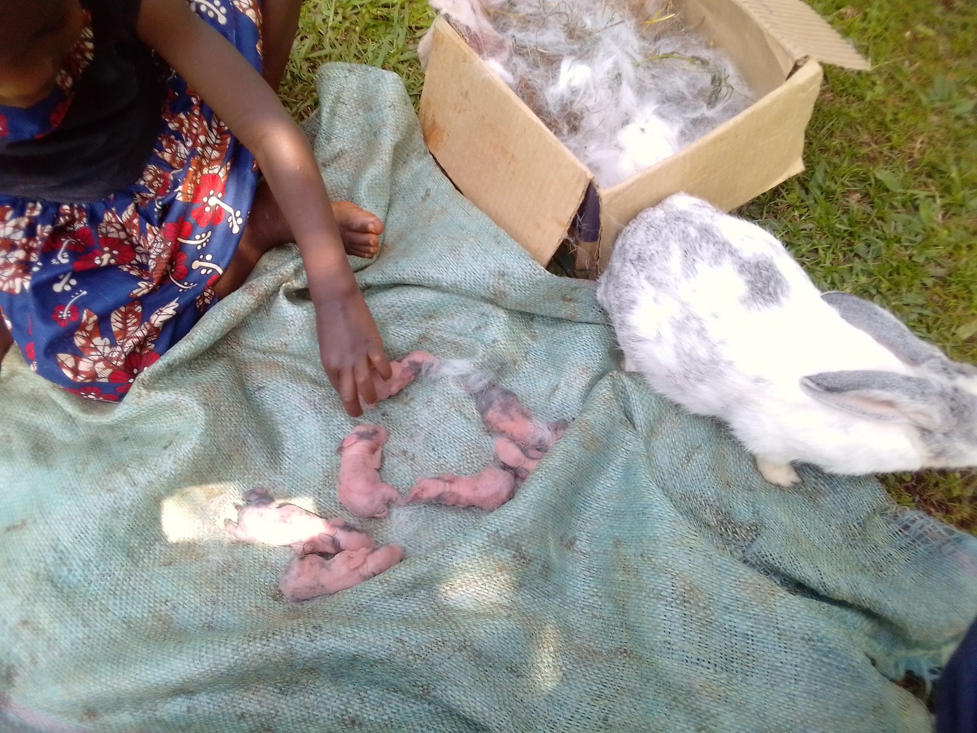 Rabbit farming