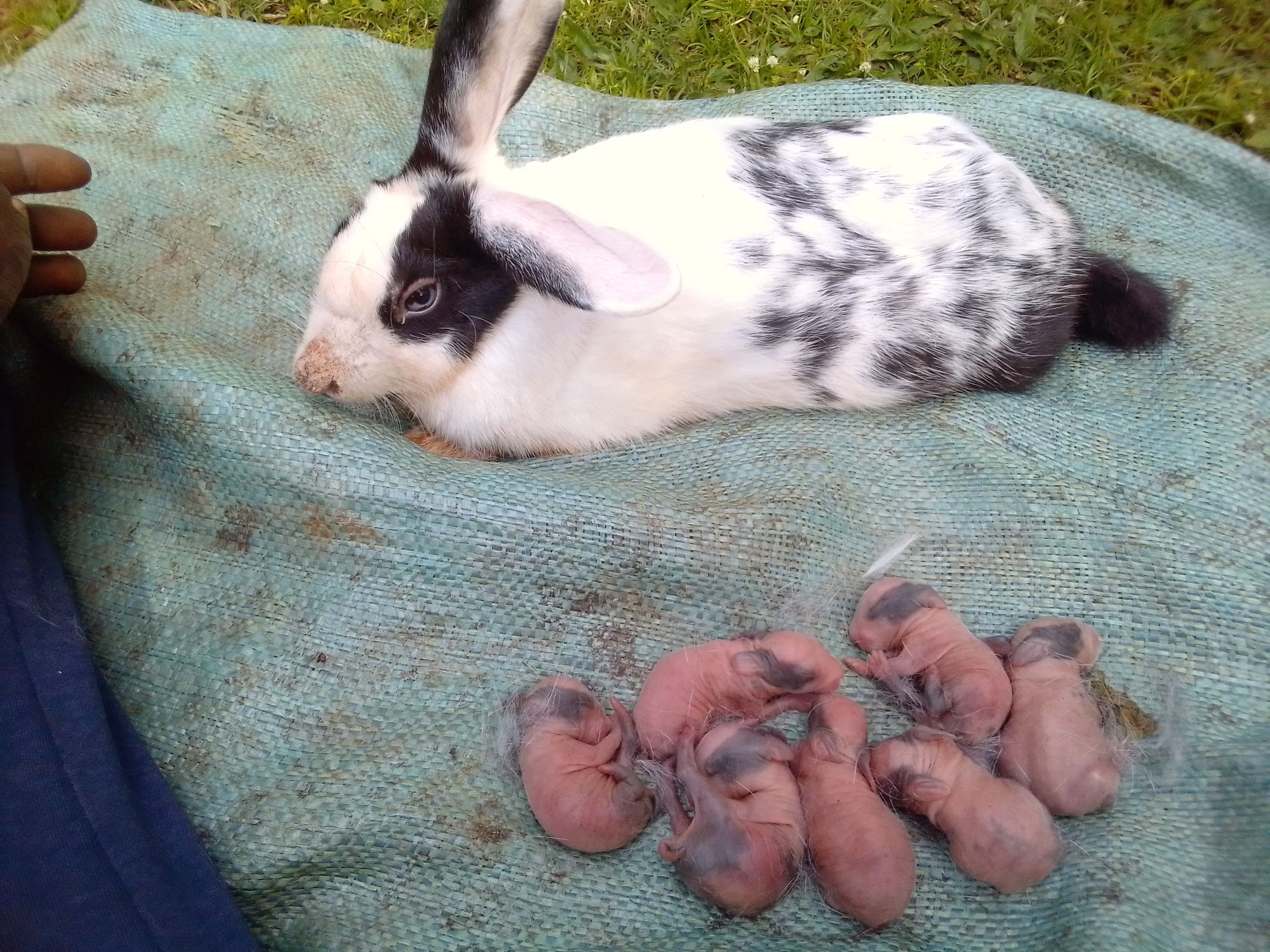 Rabbit farming