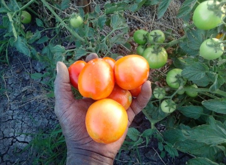 Tomato farming Busia