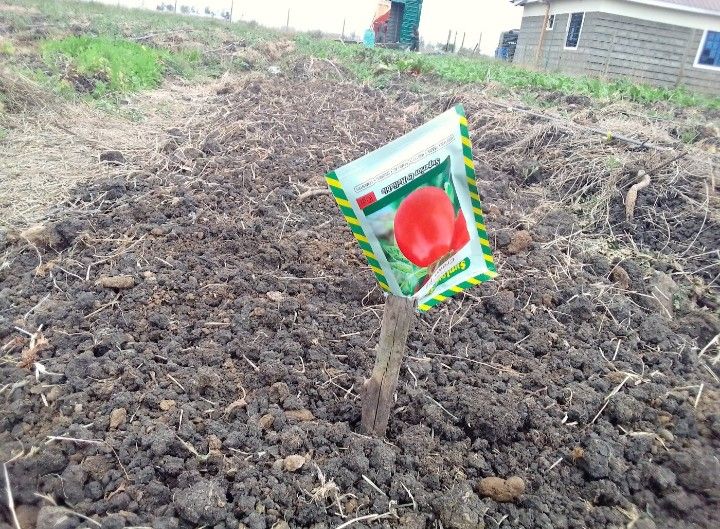 Tomato farming Busia