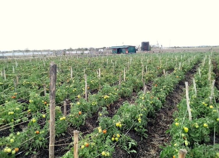 Tomato farming Busia