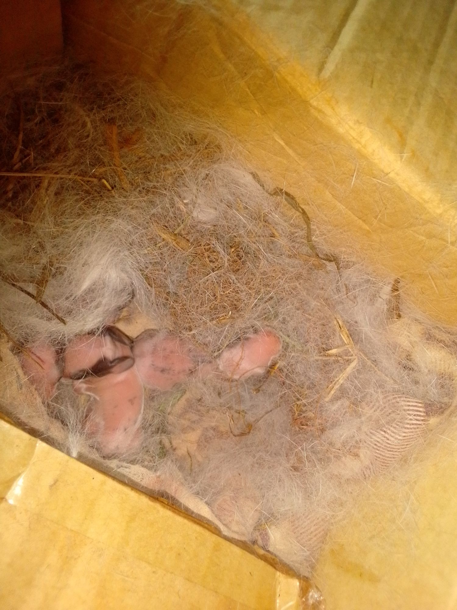 Rabbit farming