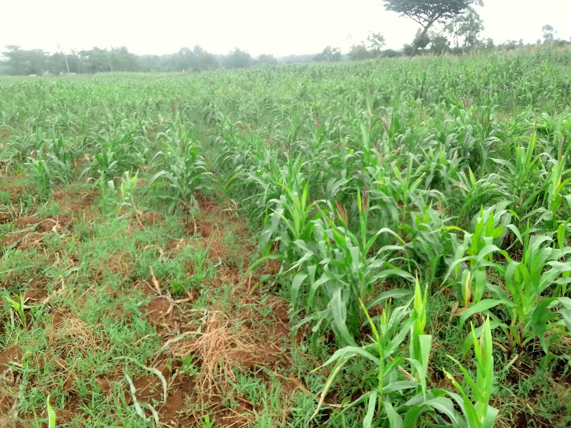 Striga weed management