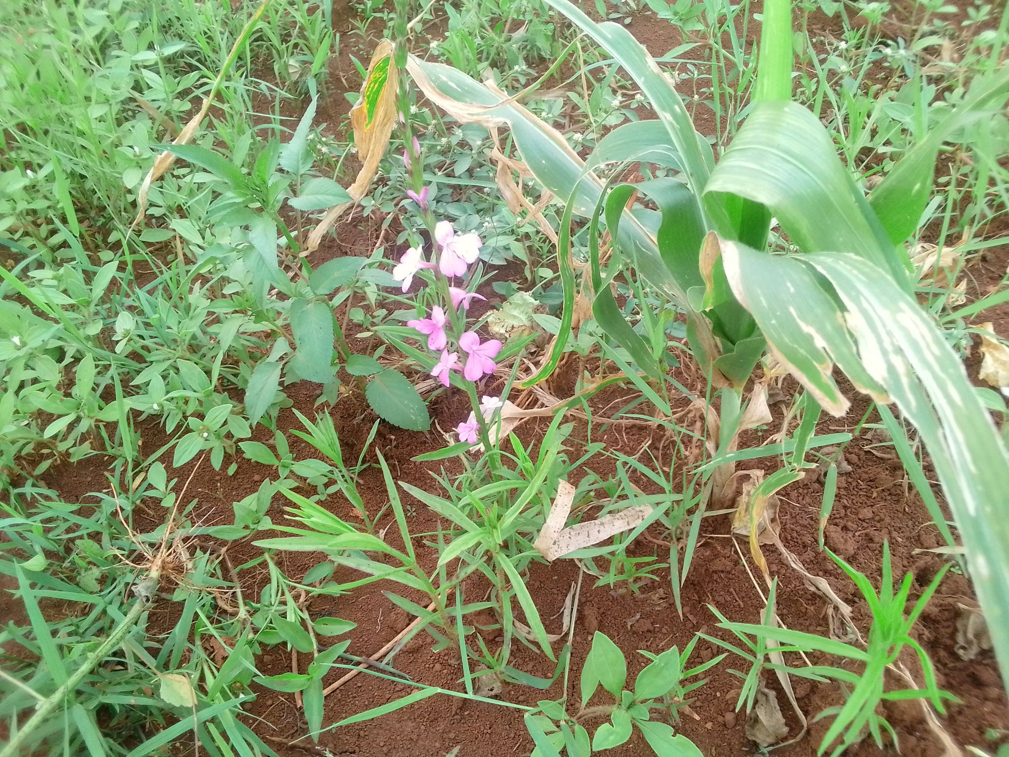 Striga weed management