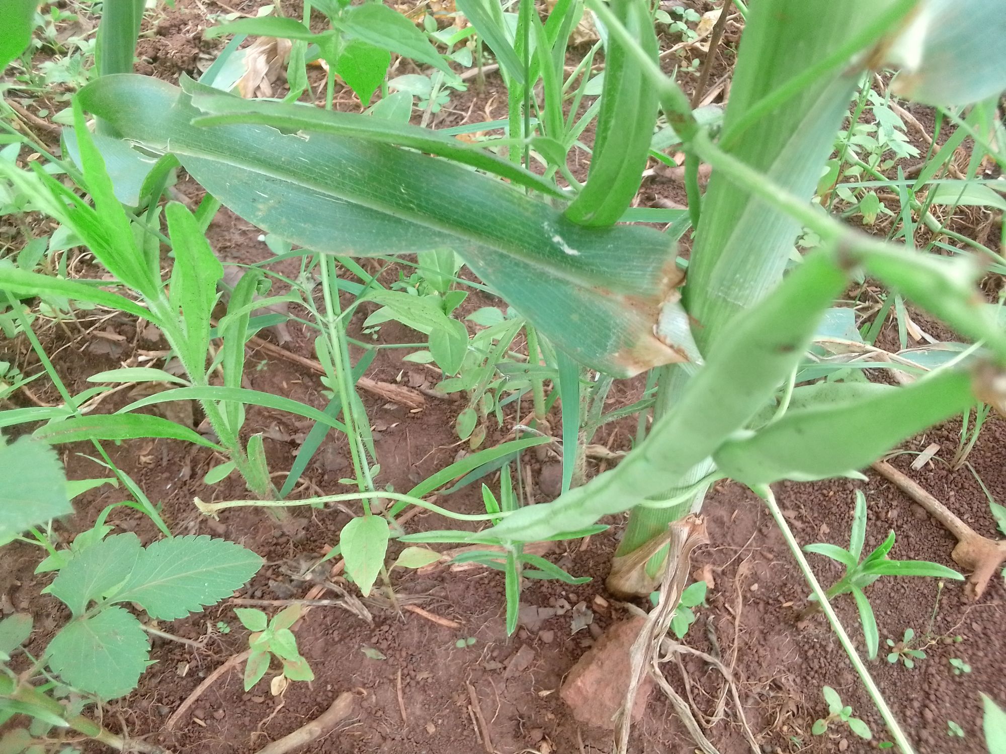 Striga weed management