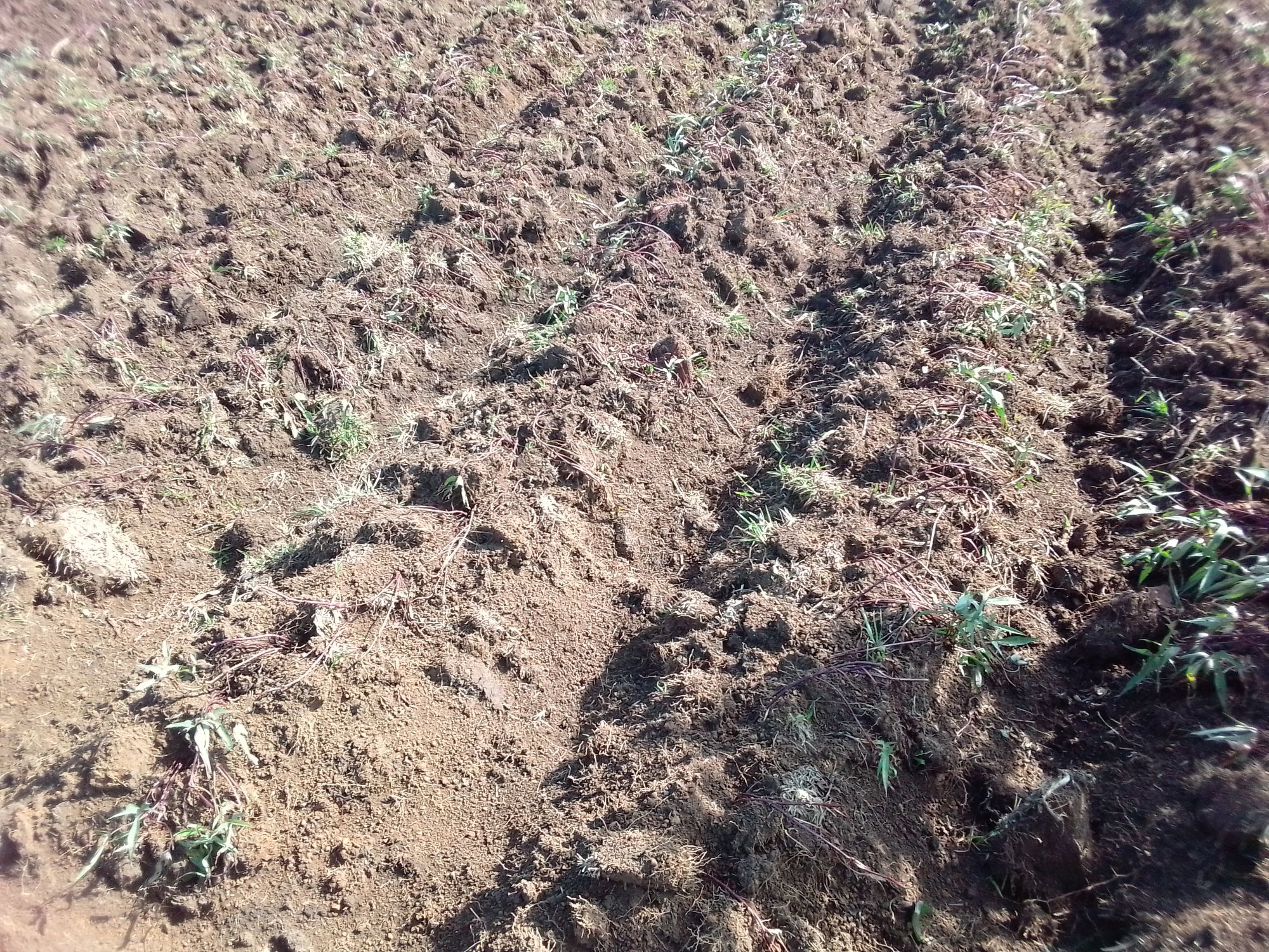 Sweet potato varieties and planting