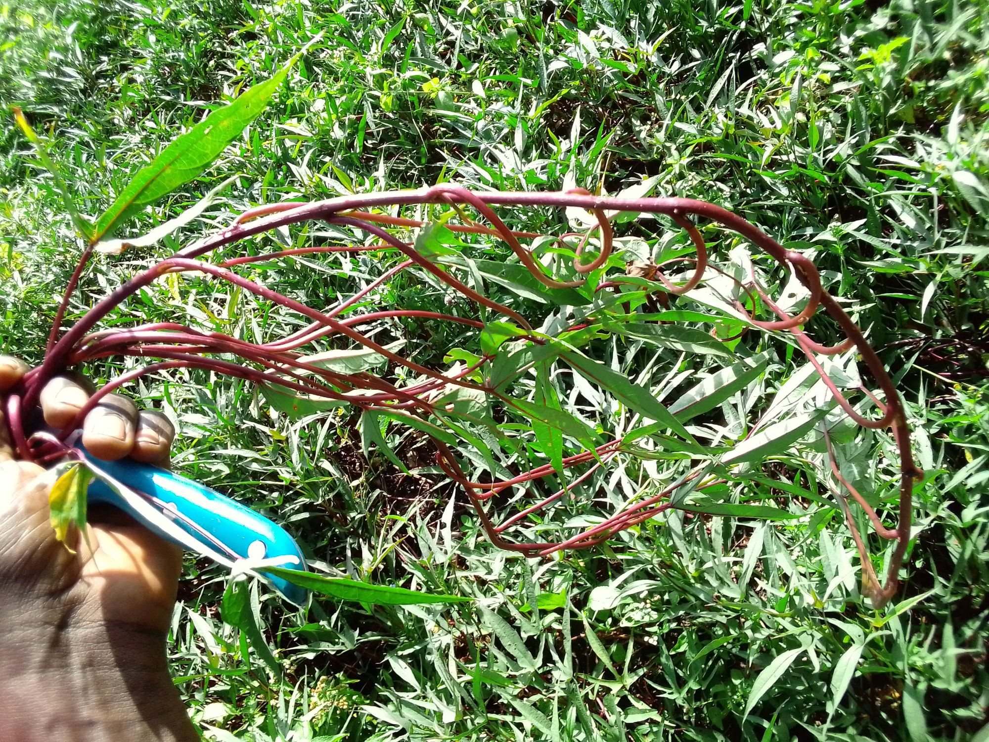 Sweet potato varieties and planting