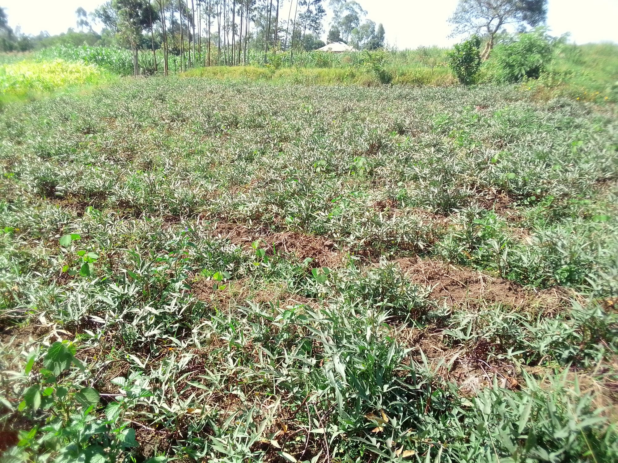Sweet potato varieties and planting