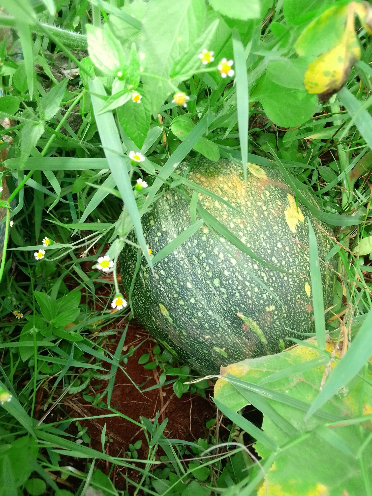 Pumpkin growing