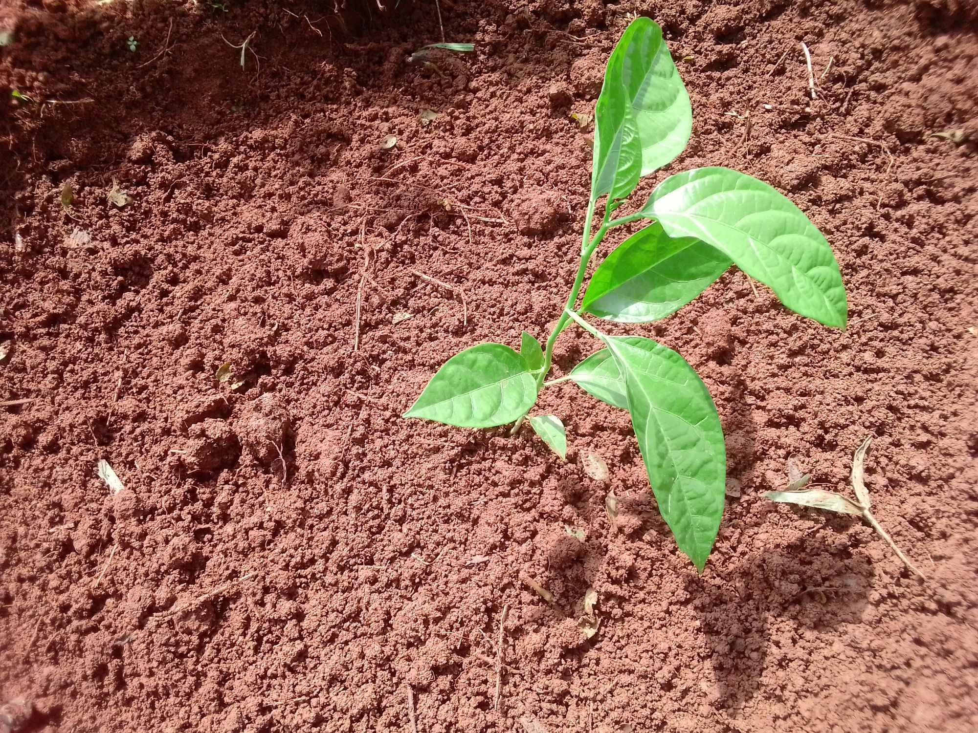 Passion fruit farming