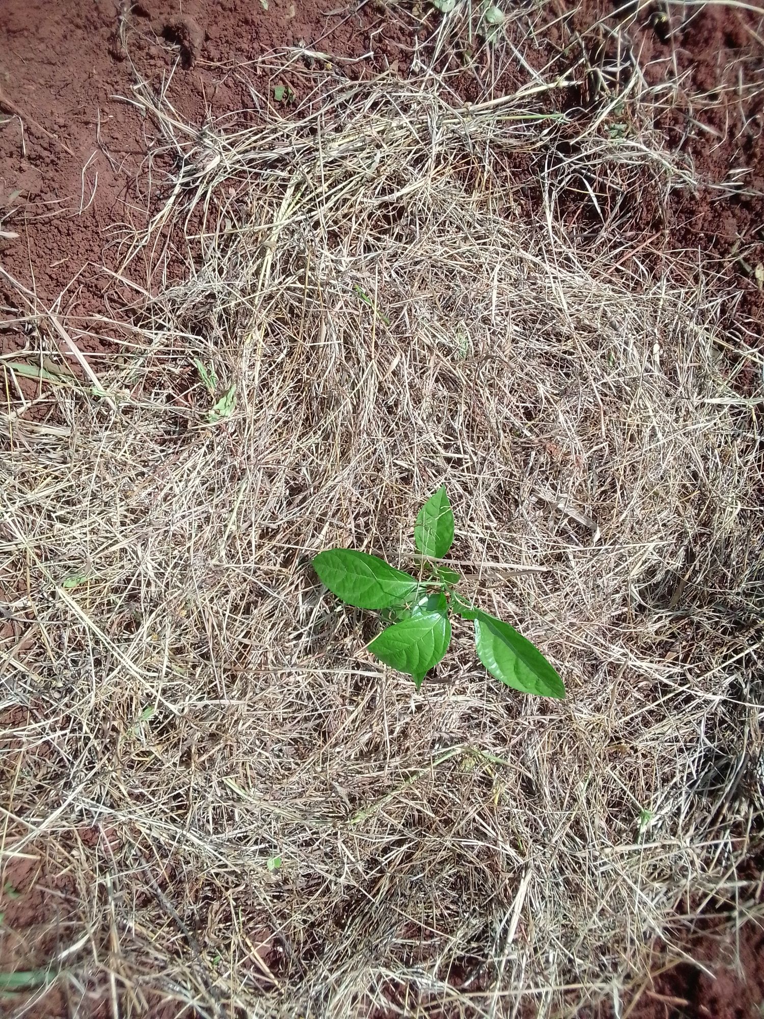 Passion fruit farming
